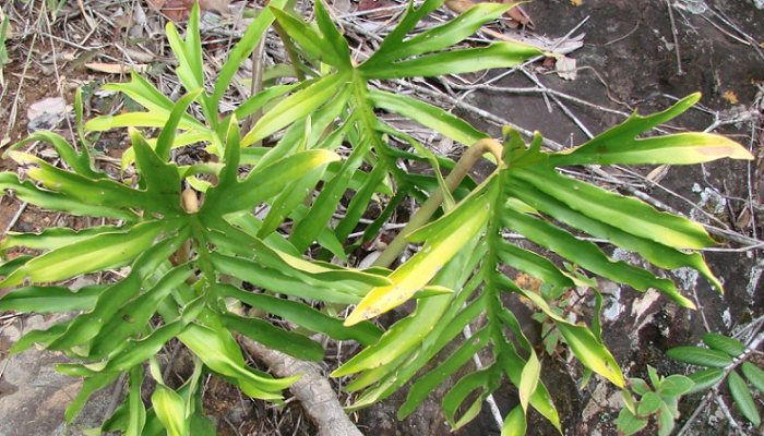 Philodendron mayoi