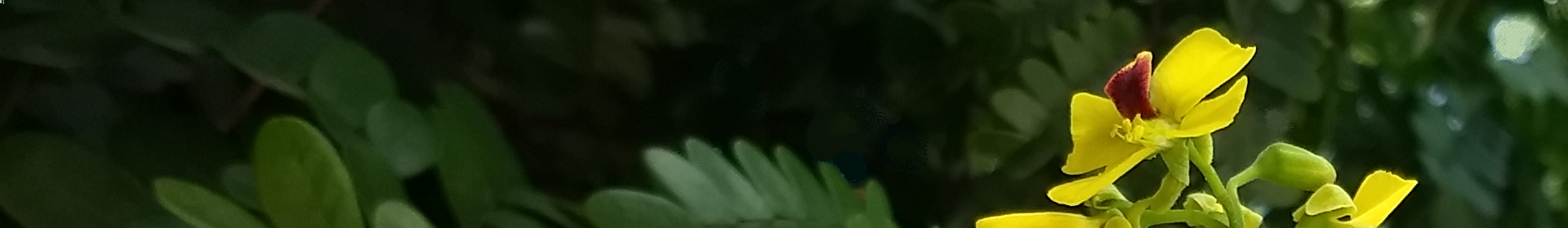 Cassia ferruginea
