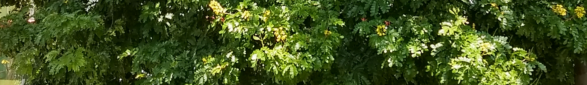 Aphelandra longiflora